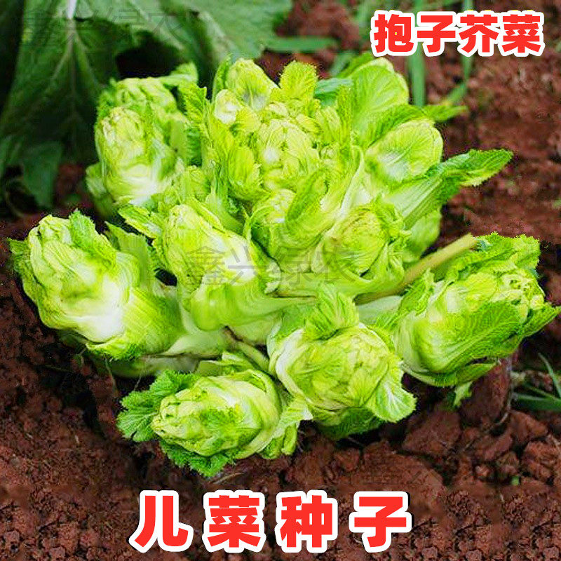 四川儿菜种子芥菜种籽抱子芥菜娃娃菜临江儿菜秋季农家田园蔬菜孑