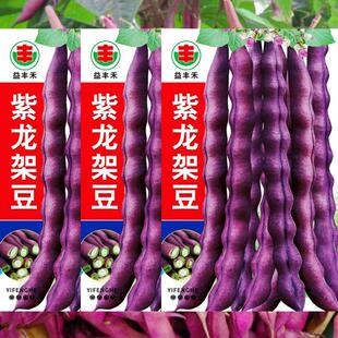 紫龙架豆种子紫红豆角种籽大紫袍四季豆芸豆四川春秋季田园蔬菜孑