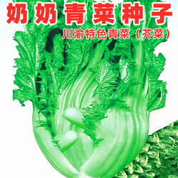 奶奶菜泡青菜种子大肉包包青菜芥菜种子四川泡酸菜秋季大田蔬菜孑