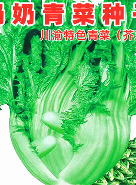 奶奶青菜种子四川泡青菜蔬菜种籽