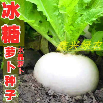 冰糖水晶萝卜种子春不老圆白萝卜