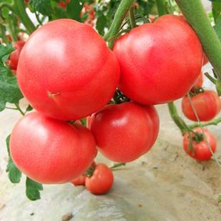 大果番茄种子绵蔬金圆宝红蕃茄西红柿种籽四川春季农家田园蔬菜孑