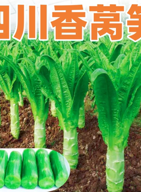 四川香莴笋种子耐热耐寒莴苣种籽