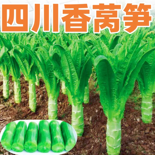 四川香莴笋种子耐热耐寒莴苣种籽