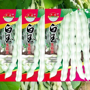 白玉无筋豆种子绿白荚豆角种籽四季豆九粒白架豆芸豆春田园蔬菜孑