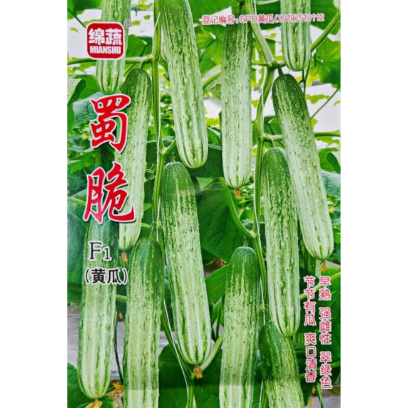 蜀脆黄瓜种子早熟绿白黄瓜种籽杂交强雌性节节瓜四川春季蔬菜园孑