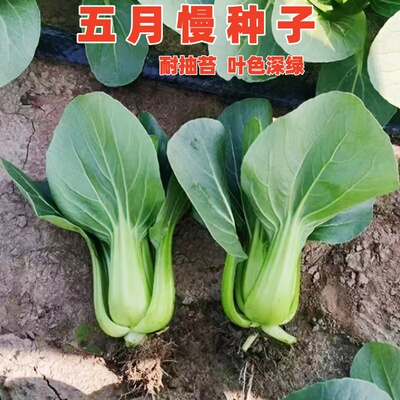 五月慢青菜种子秋冬季耐寒蔬菜籽