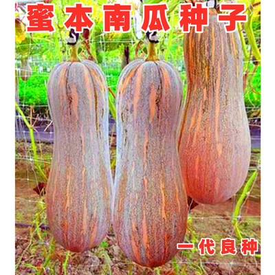 蜜本南瓜种子超甜秘本南瓜蔬菜籽
