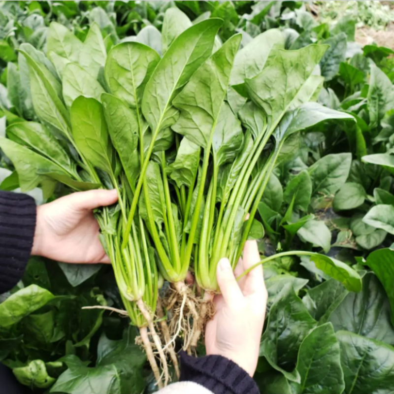 菠菜种子四川秋季田园农家蔬菜籽