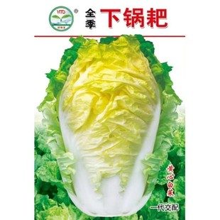 下锅耙白菜种子下锅火巴耙黄心白菜种籽耐热四川秋季 田园蔬菜种孑