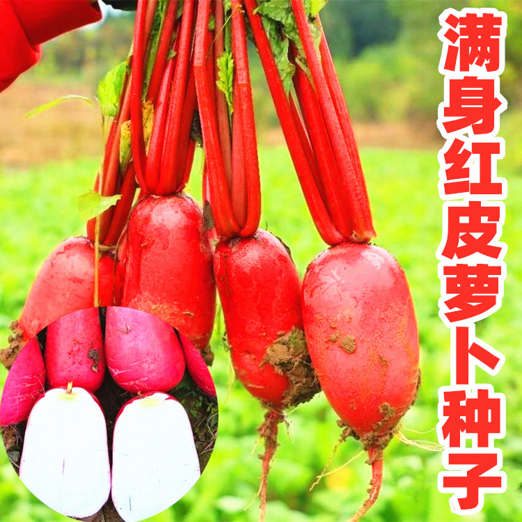 满身红皮萝卜种子胭脂红萝卜种籽泡萝卜四川夏秋季农家田园蔬菜孑