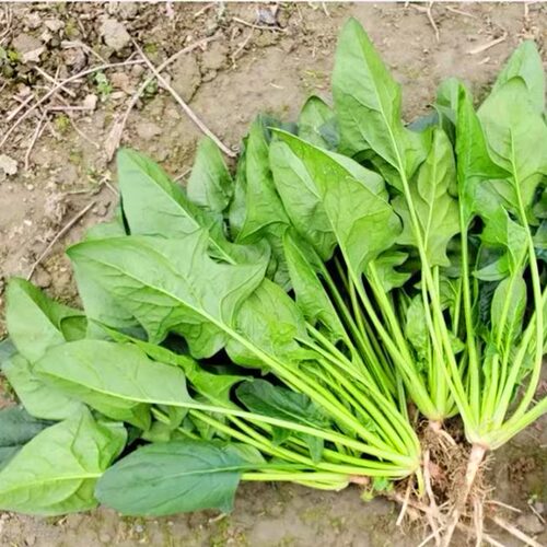 尖叶菠菜种子春秋冬季农家蔬菜籽