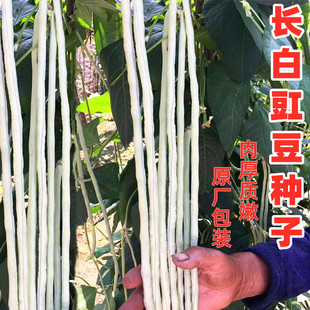白胖豇豆种子长豆角种籽肉厚甜糯豇豆种江豆四川春夏季蔬菜孑