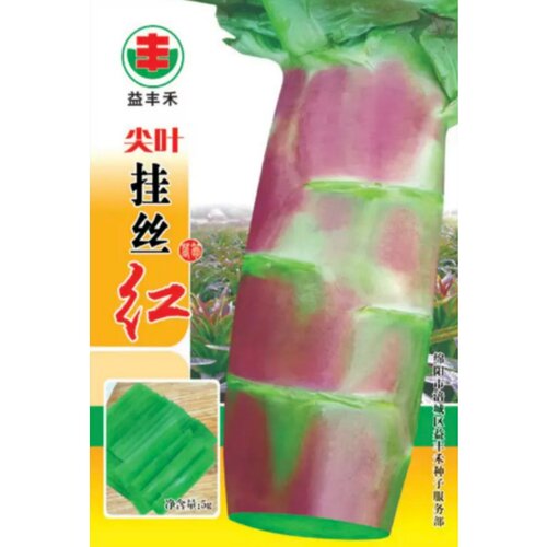 挂丝红莴笋种子紫红清香莴苣种籽