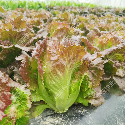 紫红生菜种子半包心生菜蔬菜种籽