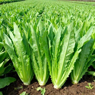 油麦菜种子四季香油麦种籽大颗油麦莴苣叶孔雀菜四川夏秋季蔬菜孑