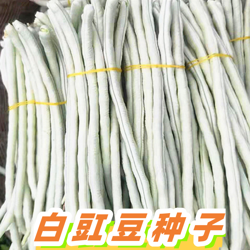 白胖豇豆种子豆角种籽春季蔬菜籽