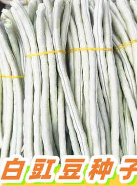肉厚长白胖豇豆种子豆角种籽短胖豇豆江豆种籽四川春季田园蔬菜孑