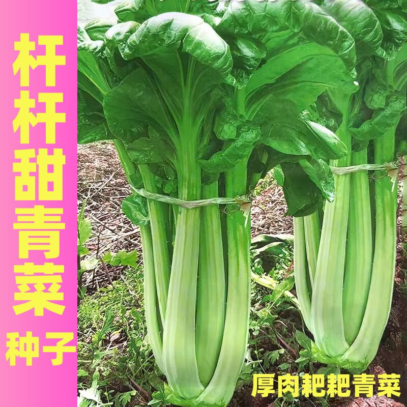 杆杆甜青菜种子牛耳朵耙耙青菜籽