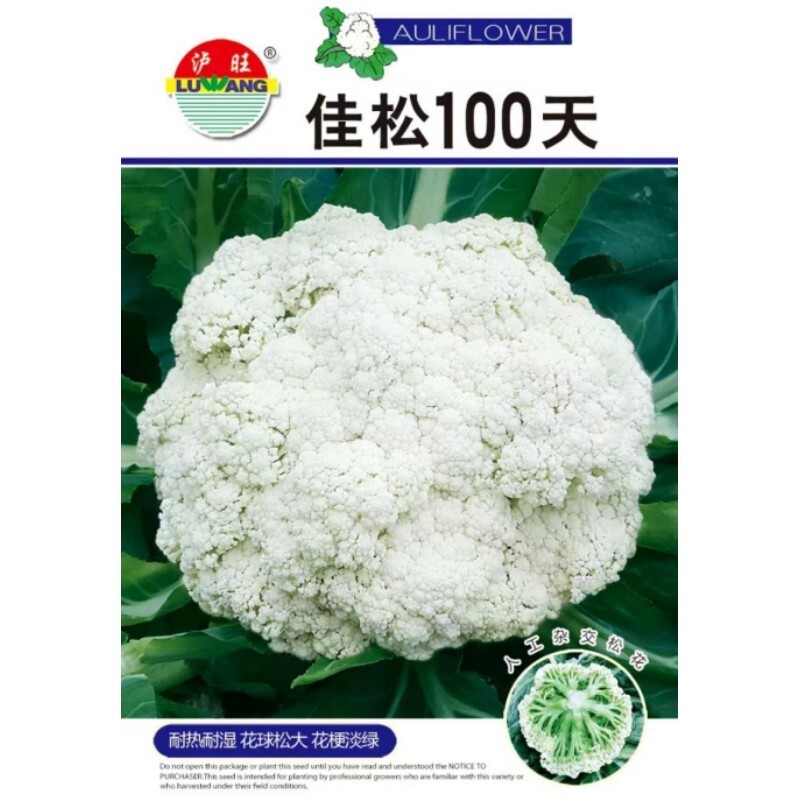 花菜100天松花菜种子菜花蔬菜籽