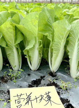 蔬菜种籽四季快菜速生小白菜种子