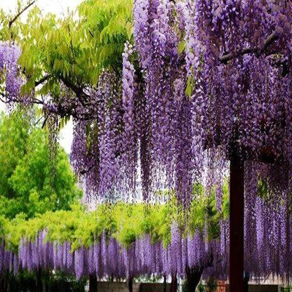 紫藤花香花期长好养爬藤攀援紫藤