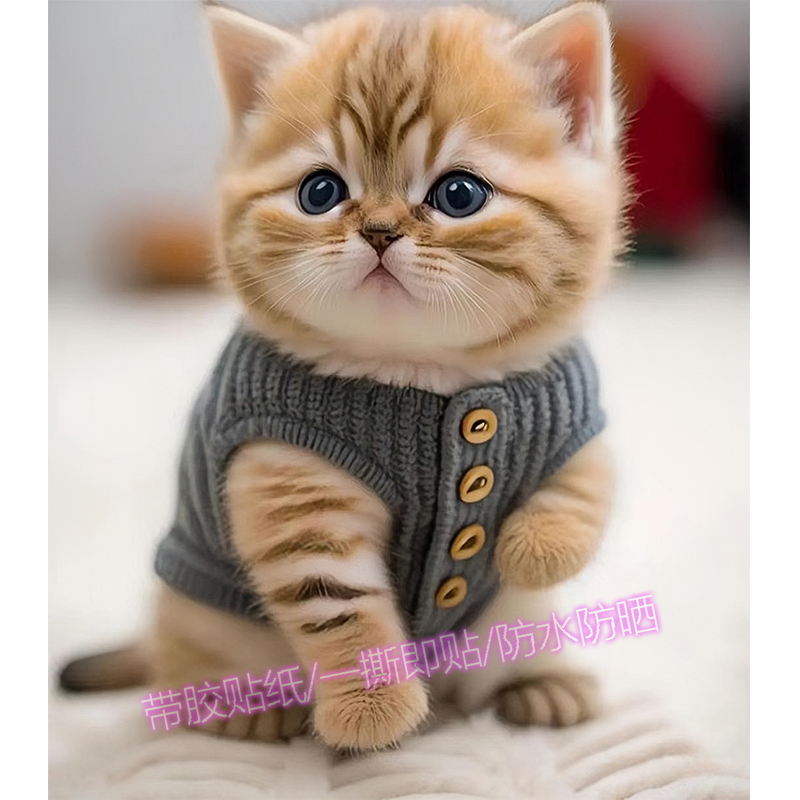 可爱的小猫贴纸卧室自贴墙面壁纸自粘装饰画海报超真动物贴图贴画图片