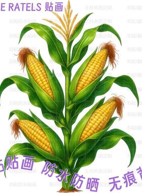 玉米包谷植物蔬菜自贴画餐厅厨房门贴墙上冰箱柜门瓷砖贴家居装饰