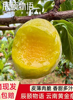 辰颐物语云南黄金奈李非芙蓉李子