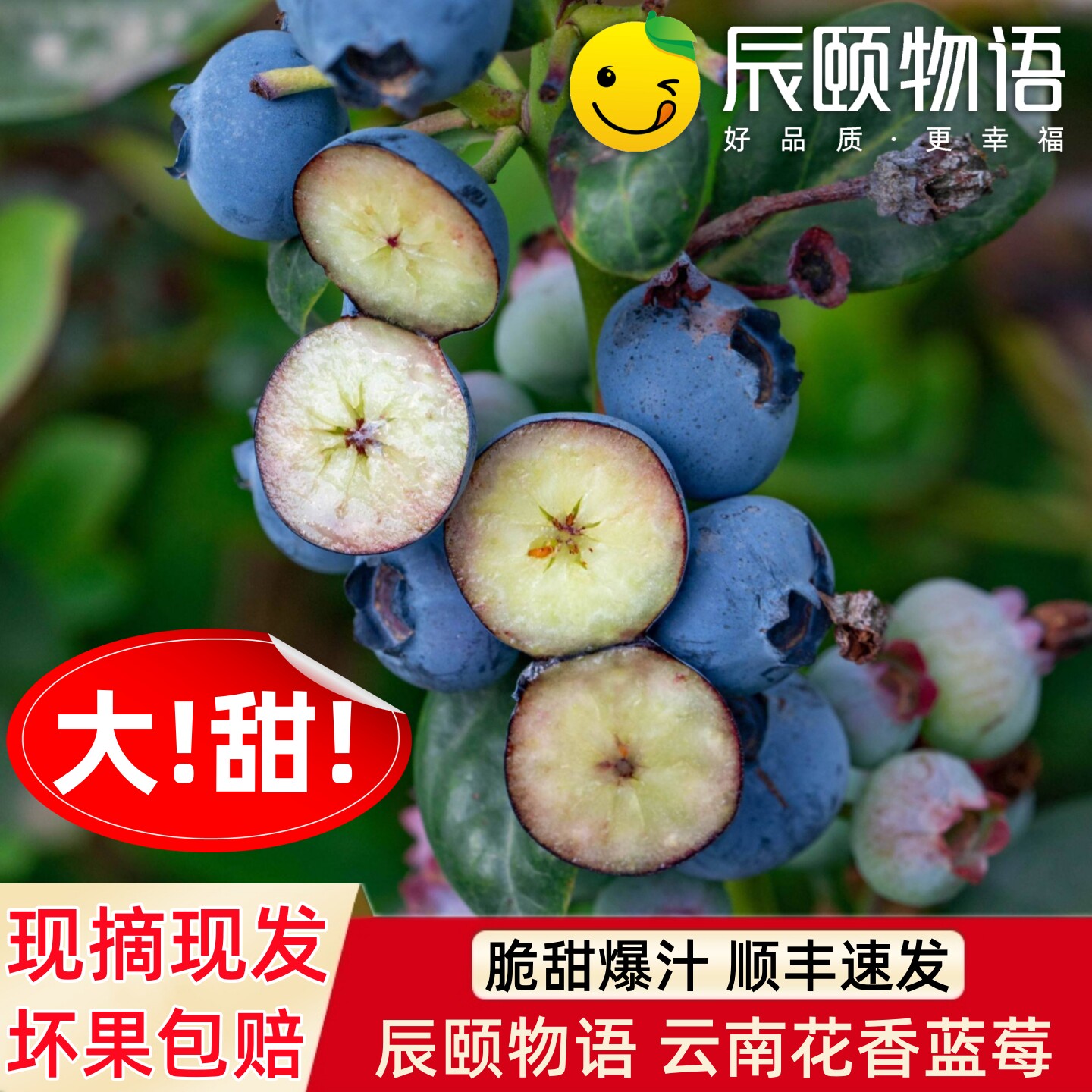 辰颐物语云南花香味蓝莓当季现摘新鲜水果蓝梅霉蓝靛果山茄子直发