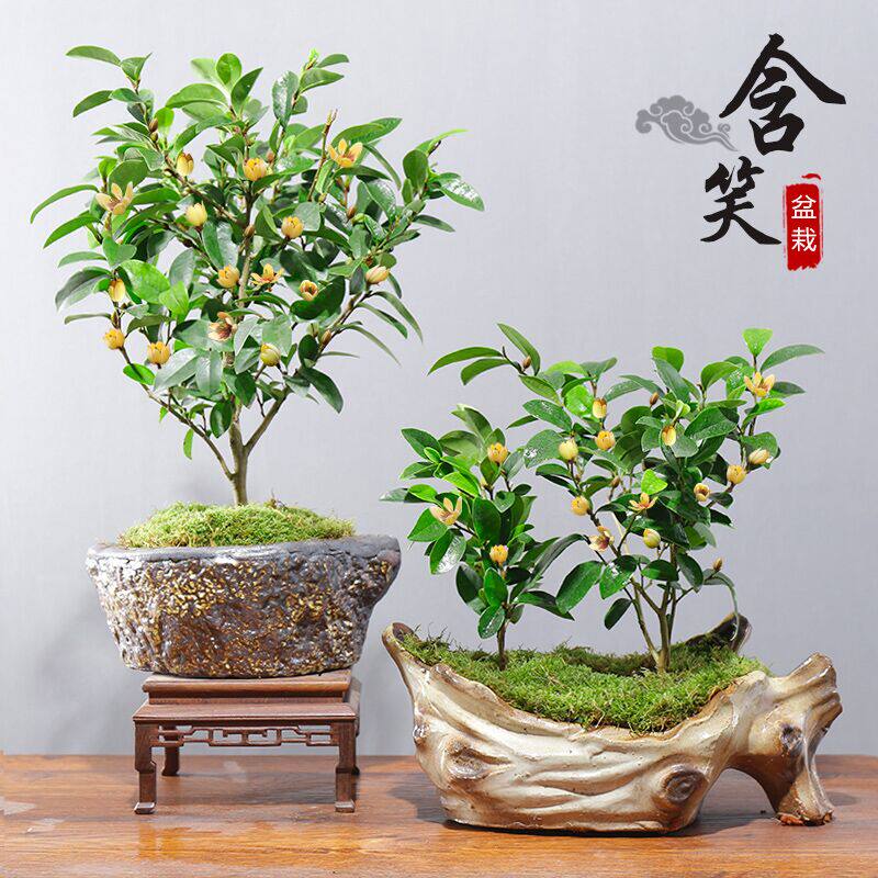含笑花苗盆栽含笑浓香型花卉植物庭院花园室内阳台芳香苗木香蕉花