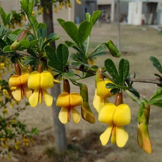 黄金雀花南方北方庭院花园阳台耐寒冷金雀花锦鸡儿花苗盆景素材