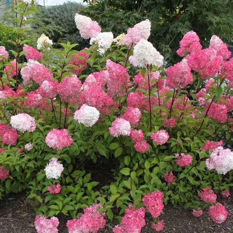 圆锥绣球花苗香草草莓绣球盆栽花卉室外庭院花园阳台北方耐寒花苗图片