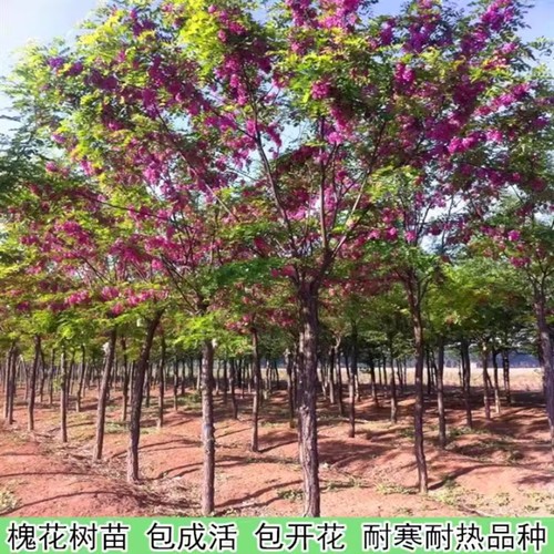 香花槐树苗富贵树庭院地栽植物