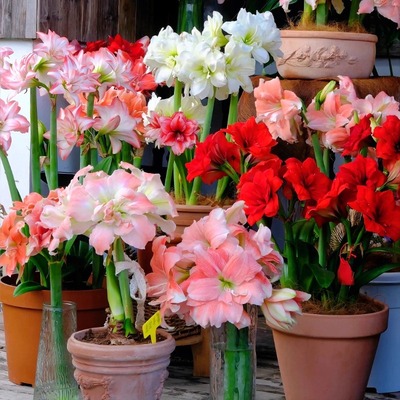 重瓣朱顶红球根室内室外阳台庭院花卉绿植盆栽多年生耐寒耐热植物