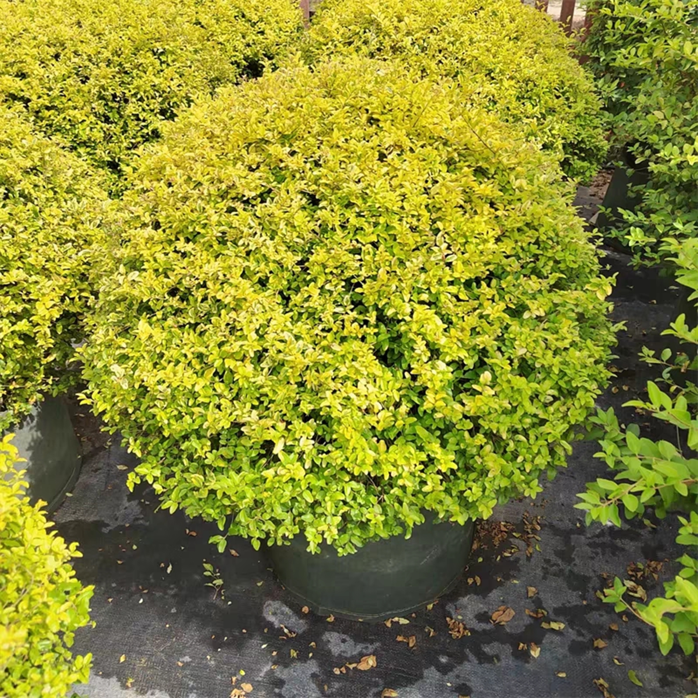 亮晶女贞球棒棒糖亮金女贞树苗别墅庭院耐寒四季常青花镜塔造型树