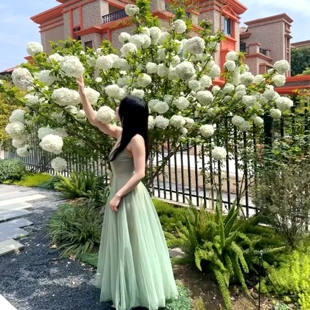 中华木本绣球树苗庭院花园大花木绣球花树盆栽绣球花苗耐寒斗球苗