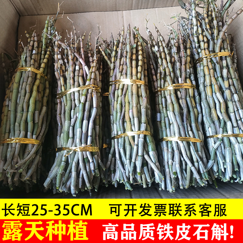 正品新铁皮石斛鲜条500g正宗中药材枫斗六年生基地批发霍山干花粉