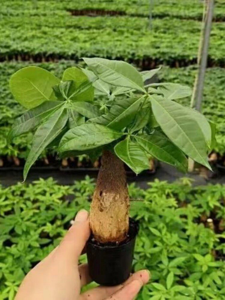 发财树小盆栽不带家庭聚植