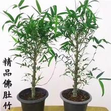 佛肚竹盆栽葫芦竹罗汉竹观赏竹竹子阳台盆景办公室内植物客厅绿植