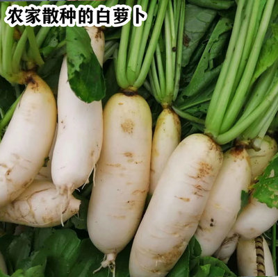 南方自种白萝卜江西家乡蔬菜萍乡市莲花县农家肥蔬菜5斤包邮