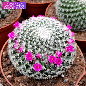 短毛实生玉翁开花仙人球超大仙人掌类办公桌电脑防辐射小绿植特惠