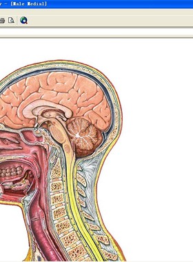 互动解剖学软件(支持macOS)A.D.A.M. Interactive Anatomy 3中医