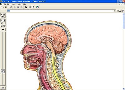 互动解剖学软件(支持macOS)A.D.A.M. Interactive Anatomy 3中医