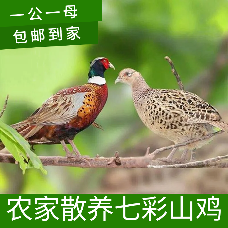七彩山鸡活体支持现杀农家散养七彩鸡公母一对雉鸡老母鸡月子鸡