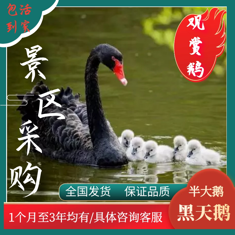 成年黑天鹅活体景区湖观赏鹅黑天鹅成年鹅黑天鹅一对宠物鹅