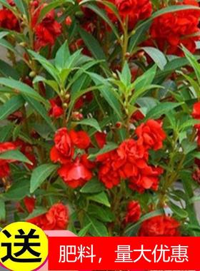 重瓣凤仙花籽花苗指甲花染指甲草种籽学生实验套装花种子易活四季