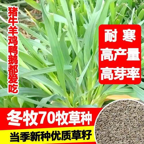 国产耐寒牧草种子70黑麦草