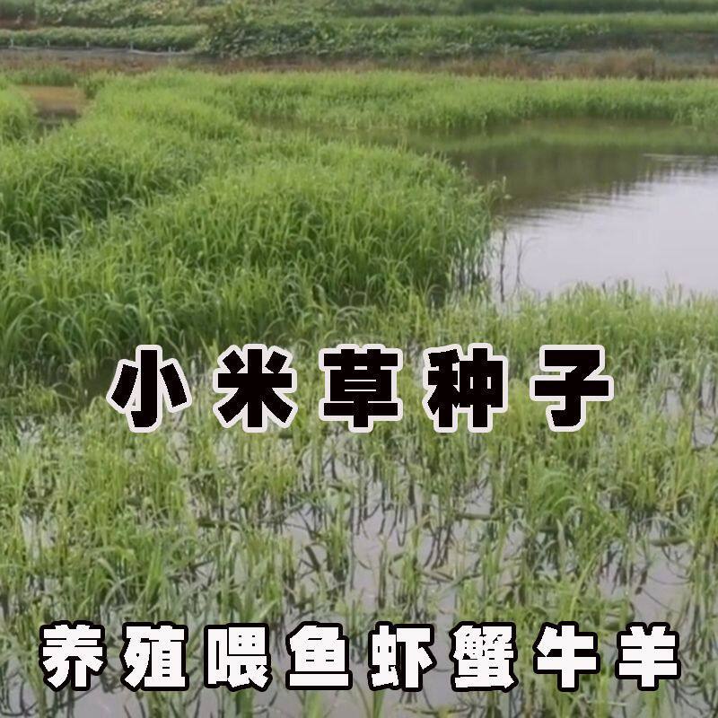 鱼塘专用水草小米草牧草种种子草鱼耐高温耐水淹四季雀叶稗草籽子图片