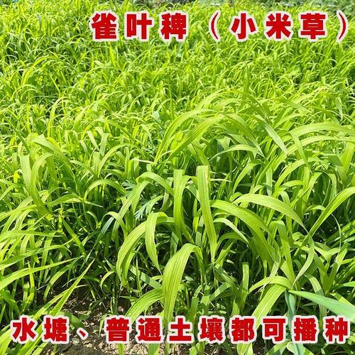 小米草种子水稗草湖南稷子耐旱养殖喂鱼螃蟹草水草籽鱼虾牧草种籽